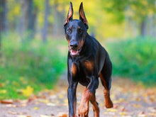 Load image into Gallery viewer, Doberman Pinscher Cross Diamond Painting Kit - DIY
