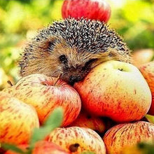 Load image into Gallery viewer, Apple Hedgehog Diamond Painting Kit - DIY

