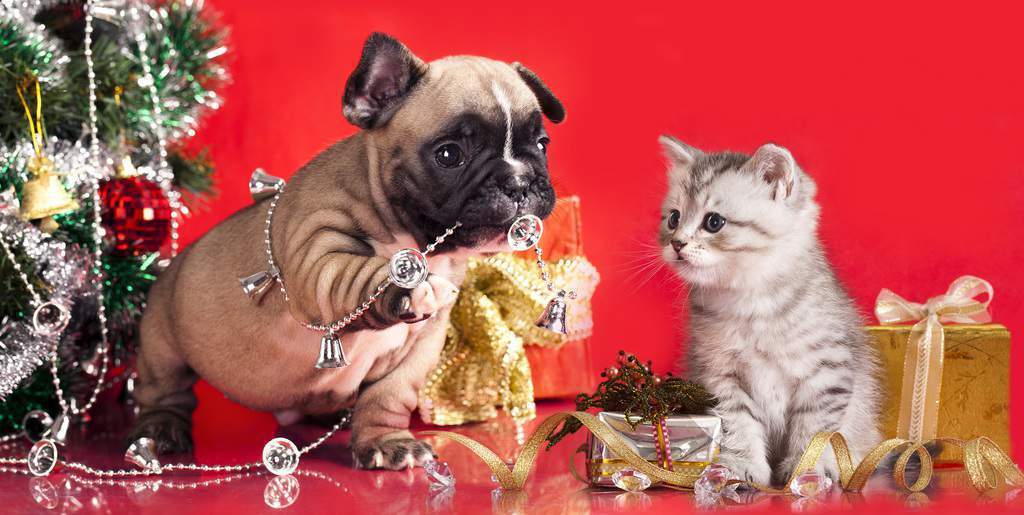 Dog And Cat Christmas Diamond Painting Kit - DIY