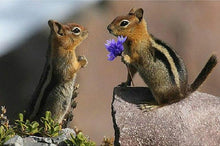 Load image into Gallery viewer, Chipmunk Love Diamond Painting Kit - DIY
