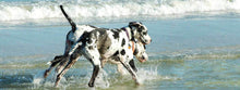 Load image into Gallery viewer, Great Dane Beach Diamond Painting Kit - DIY

