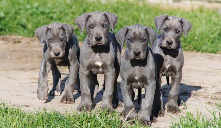 Great Dane Puppy Diamond Painting Kit - DIY