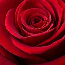 Load image into Gallery viewer, 5d Hotsale Diamond Painting Kit - DIY Custom Kits  110
