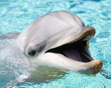 Load image into Gallery viewer, 5d Hotsale Diamond Painting Kit - DIY Custom Kits  112
