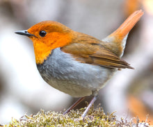 Load image into Gallery viewer, 5d Hotsale Diamond Painting Kit - DIY Custom Kits  125
