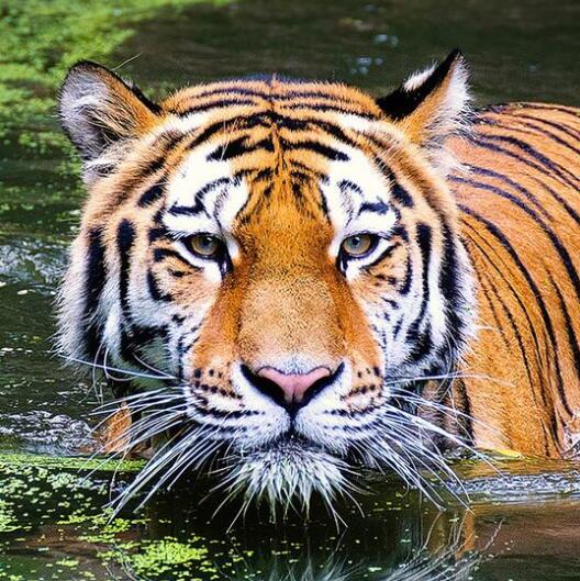 5d Hotsale Diamond Painting Kit - DIY Custom Kits  24