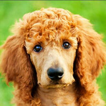 Load image into Gallery viewer, 5d Hotsale Diamond Painting Kit - DIY Custom Kits  315
