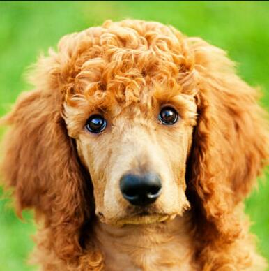 5d Hotsale Diamond Painting Kit - DIY Custom Kits  315