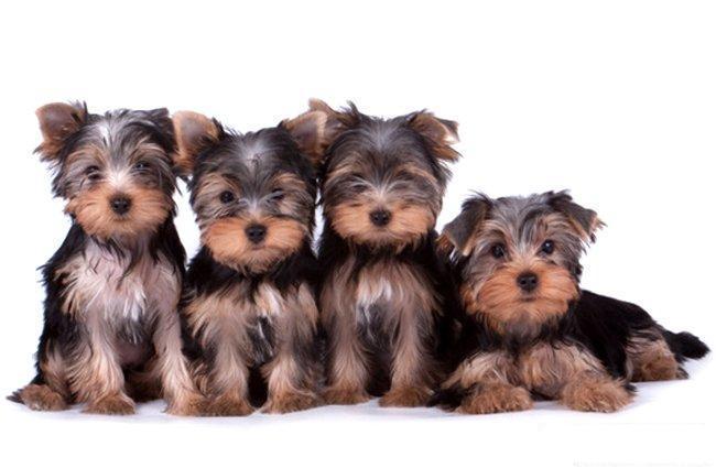 Yorkshire Terrier Belgisch Diamond Painting Kit - DIY