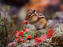 Load image into Gallery viewer, Chipmunk Cute Diamond Painting Kit - DIY
