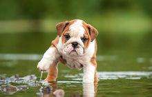 Load image into Gallery viewer, Puppies Bulldog Lover Diamond Painting Kit - DIY
