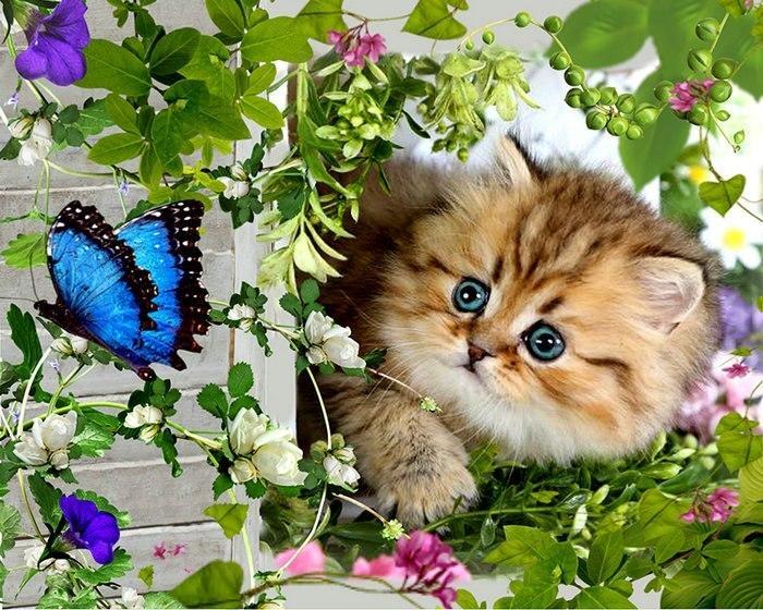 5d Cat Diamond Painting Kit Premium-72