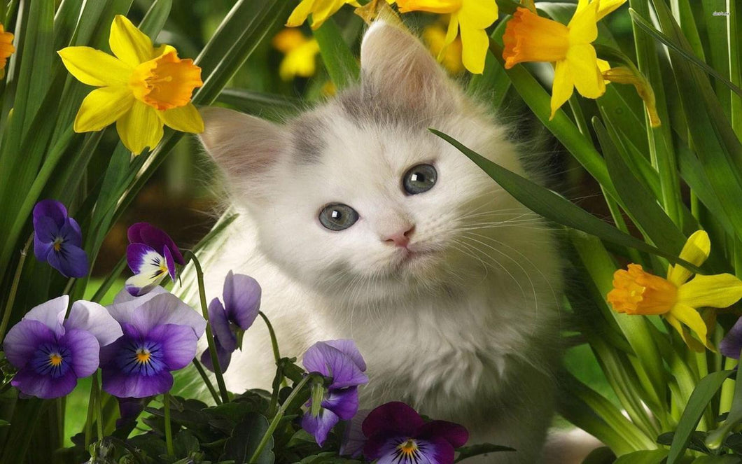 5d Cat Diamond Painting Kit Premium-83