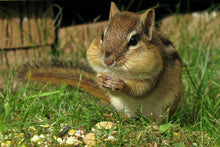 Load image into Gallery viewer, Chipmunk Eat Diamond Painting Kit - DIY
