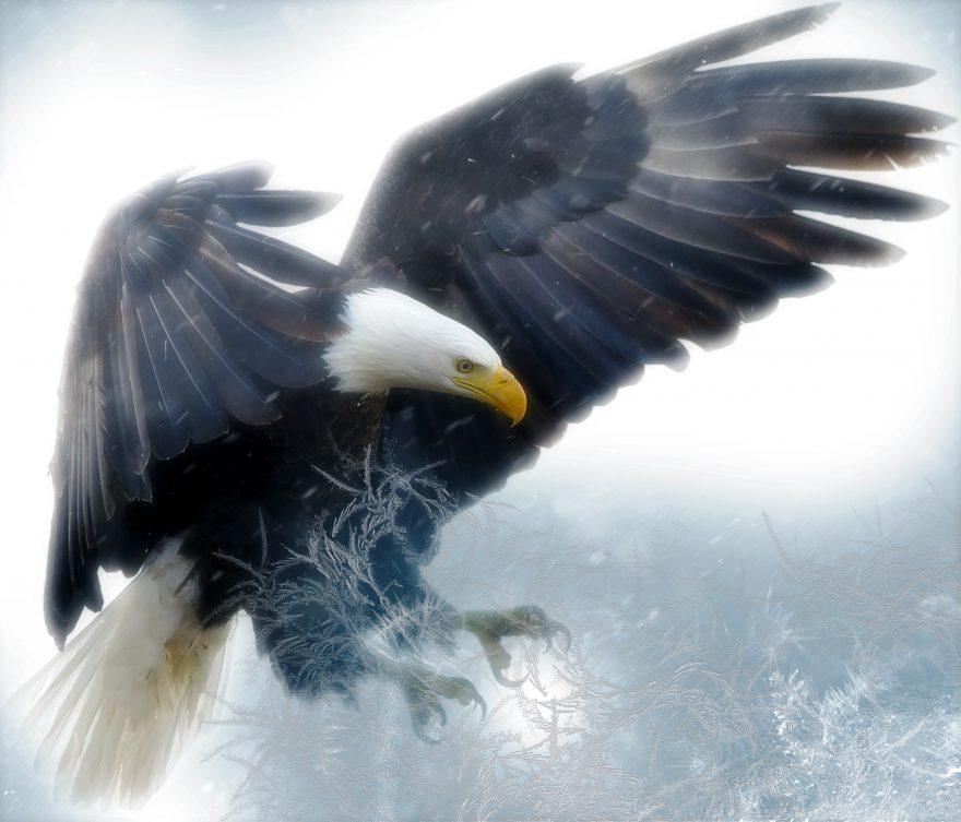 Bald Eagle Diamond Painting Kit - DIY