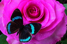 Load image into Gallery viewer, Flower Diamond Painting Kit - DIY Flower-80
