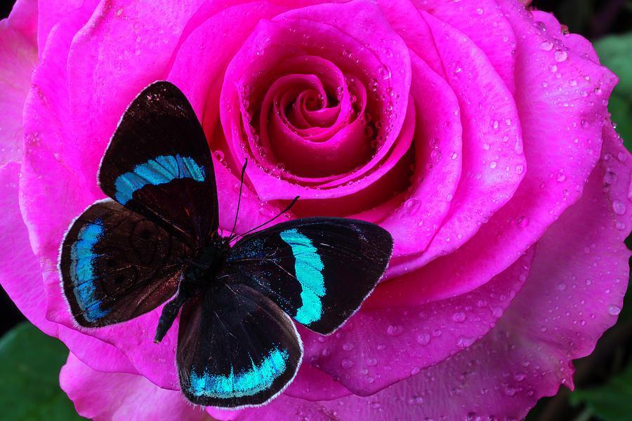 Flower Diamond Painting Kit - DIY Flower-80