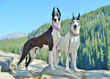 Load image into Gallery viewer, Great Dane Love Diamond Painting Kit - DIY

