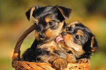 Load image into Gallery viewer, Yorkie Cute Love Diamond Painting Kit - DIY

