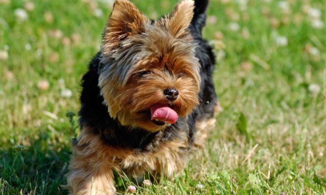 Yorkie Funny Diamond Painting Kit - DIY